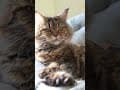 YouTube Shorts Maine Coon Video Thumbnail