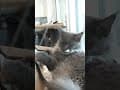 YouTube Shorts Maine Coon Video Thumbnail