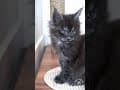 YouTube Shorts Maine Coon Video Thumbnail