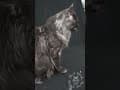 YouTube Shorts Maine Coon Video Thumbnail