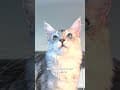 YouTube Shorts Maine Coon Video Thumbnail