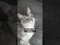 YouTube Shorts Maine Coon Video Thumbnail