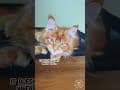 YouTube Shorts Maine Coon Video Thumbnail