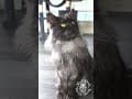 YouTube Shorts Maine Coon Video Thumbnail