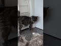 YouTube Shorts Maine Coon Video Thumbnail