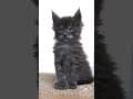 YouTube Shorts Maine Coon Video Thumbnail