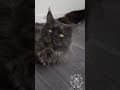 YouTube Shorts Maine Coon Video Thumbnail