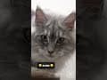 YouTube Shorts Maine Coon Video Thumbnail