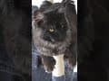 YouTube Shorts Maine Coon Video Thumbnail