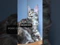 YouTube Shorts Maine Coon Video Thumbnail