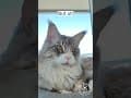 YouTube Shorts Maine Coon Video Thumbnail