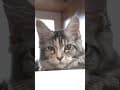 YouTube Shorts Maine Coon Video Thumbnail