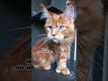 YouTube Shorts Maine Coon Video Thumbnail