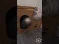 YouTube Shorts Maine Coon Video Thumbnail