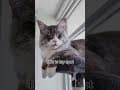 YouTube Shorts Maine Coon Video Thumbnail