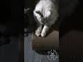 YouTube Shorts Maine Coon Video Thumbnail