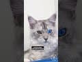 YouTube Shorts Maine Coon Video Thumbnail