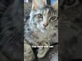 YouTube Shorts Maine Coon Video Thumbnail