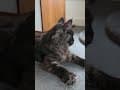 YouTube Shorts Maine Coon Video Thumbnail