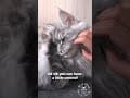 YouTube Shorts Maine Coon Video Thumbnail