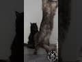 YouTube Shorts Maine Coon Video Thumbnail