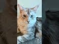 YouTube Shorts Maine Coon Video Thumbnail