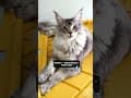 YouTube Shorts Maine Coon Video Thumbnail