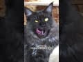 YouTube Shorts Maine Coon Video Thumbnail