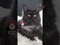 YouTube Shorts Maine Coon Video Thumbnail