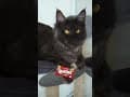 YouTube Shorts Maine Coon Video Thumbnail