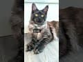 YouTube Shorts Maine Coon Video Thumbnail