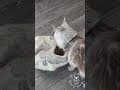 YouTube Shorts Maine Coon Video Thumbnail