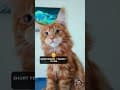 YouTube Shorts Maine Coon Video Thumbnail