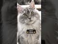 YouTube Shorts Maine Coon Video Thumbnail