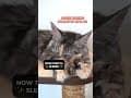 YouTube Shorts Maine Coon Video Thumbnail