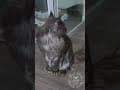 YouTube Shorts Maine Coon Video Thumbnail