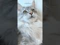 YouTube Shorts Maine Coon Video Thumbnail