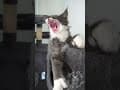 YouTube Shorts Maine Coon Video Thumbnail