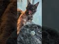 YouTube Shorts Maine Coon Video Thumbnail