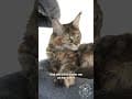 YouTube Shorts Maine Coon Video Thumbnail