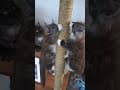 YouTube Shorts Maine Coon Video Thumbnail