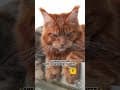 YouTube Shorts Maine Coon Video Thumbnail