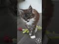 YouTube Shorts Maine Coon Video Thumbnail