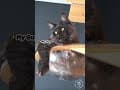 YouTube Shorts Maine Coon Video Thumbnail