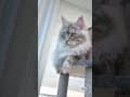 YouTube Shorts Maine Coon Video Thumbnail