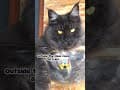 YouTube Shorts Maine Coon Video Thumbnail