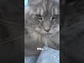 YouTube Shorts Maine Coon Video Thumbnail