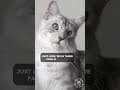 YouTube Shorts Maine Coon Video Thumbnail