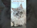 YouTube Shorts Maine Coon Video Thumbnail