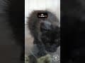 YouTube Shorts Maine Coon Video Thumbnail